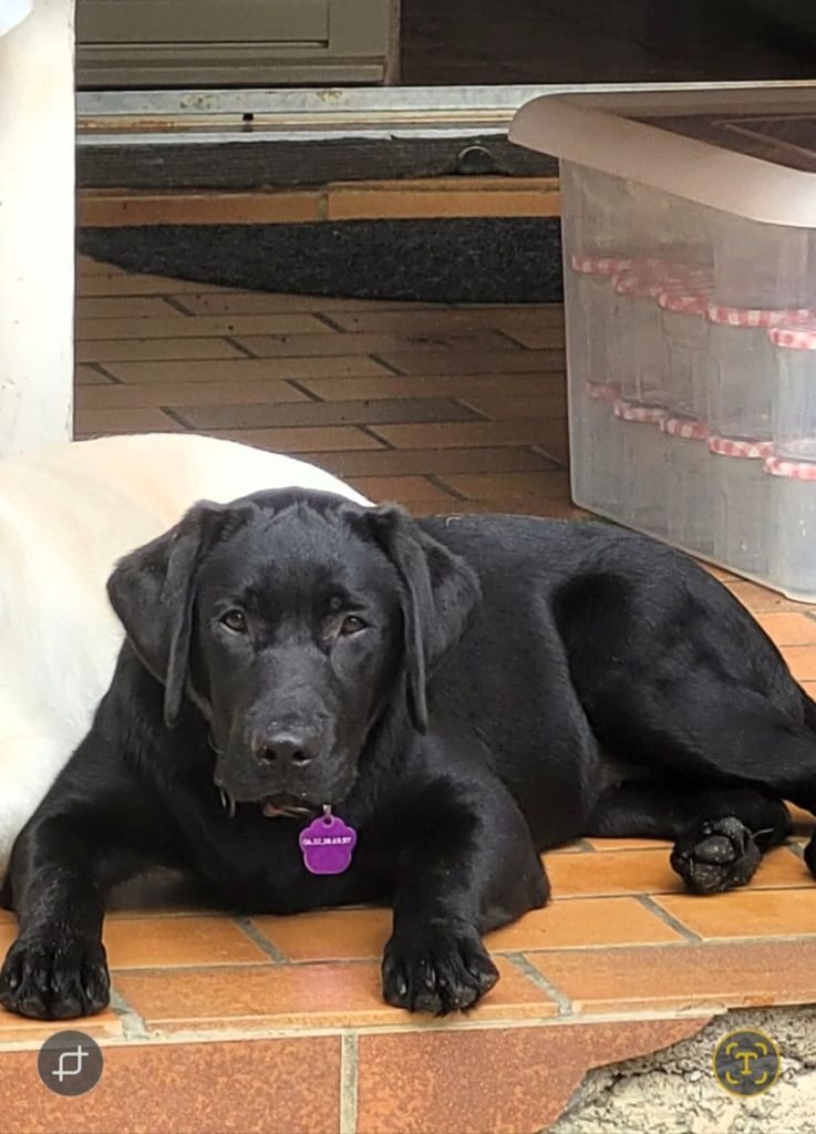 Una De La Nichée Gasconne