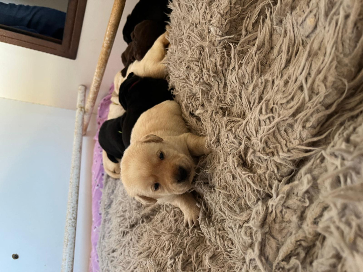 Chiot Labrador Retriever De La Nichée Gasconne